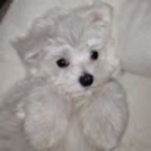 Meet your Posher, Ravi